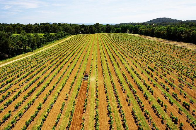 4x4 tour in a winery followed by a tasting - From vineyard explanations to the tasting table