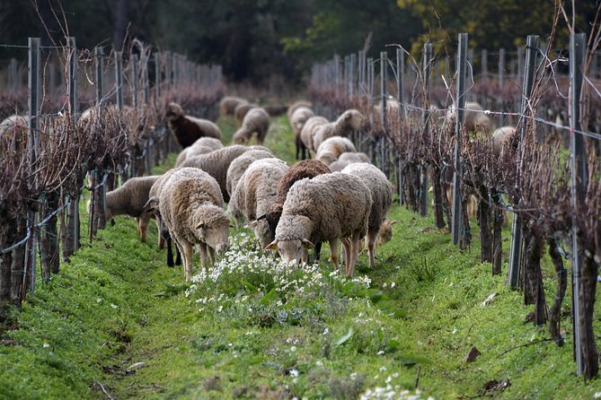 4x4 tour in a winery followed by a tasting - The people make the visit work