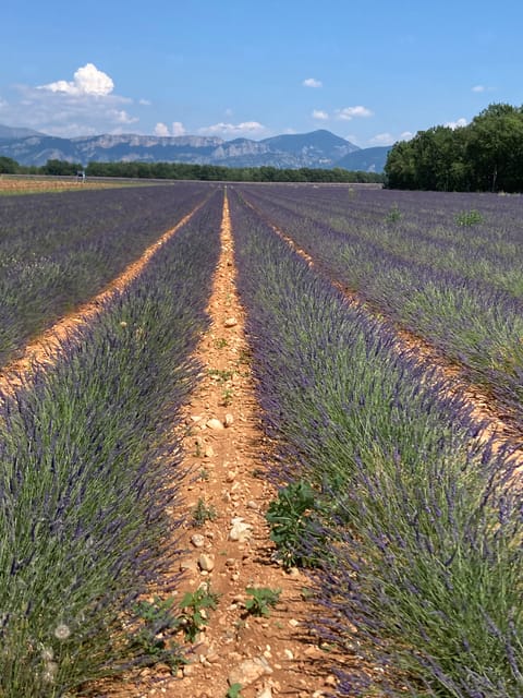 Bespoke Luxury Sightseeing Experiences - The Glamour tour moves from Cannes to Saint-Tropez