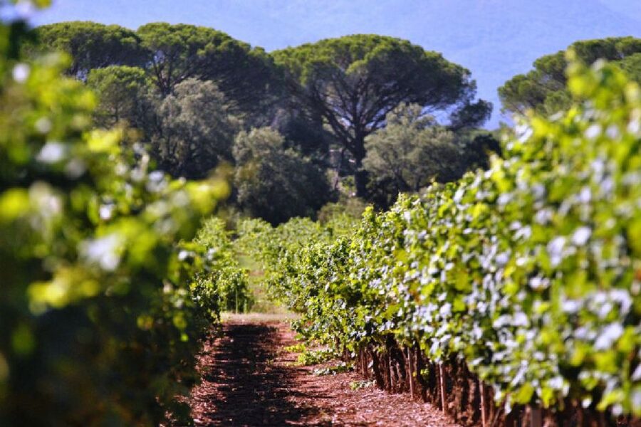 Calanques of Cassis, Aix-en-Provence & Wine Tasting Day Tour - Your guide can shape the whole experience