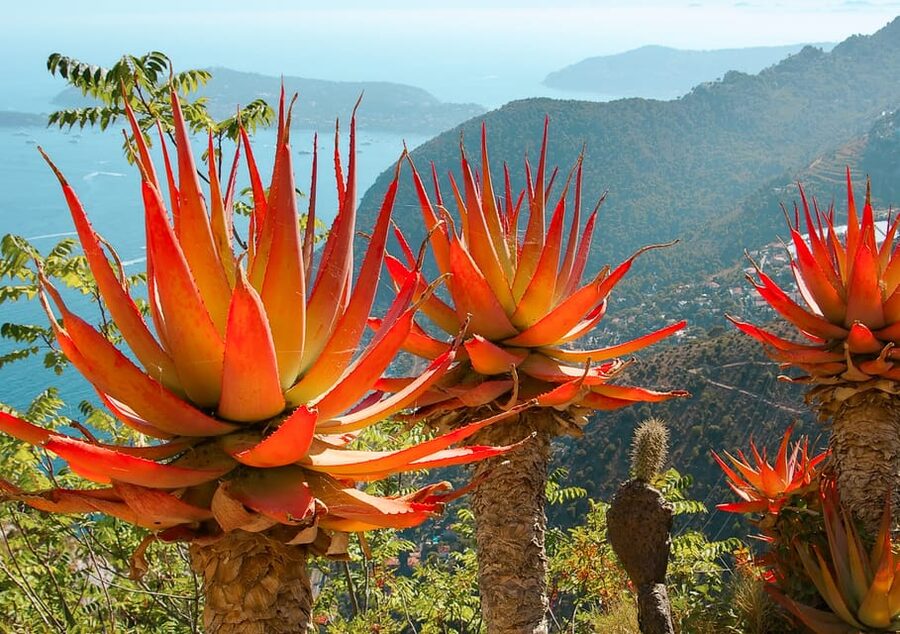 From Nice: Eze, Monaco, and Monte Carlo Half-Day Trip - Who will get the most from this tour