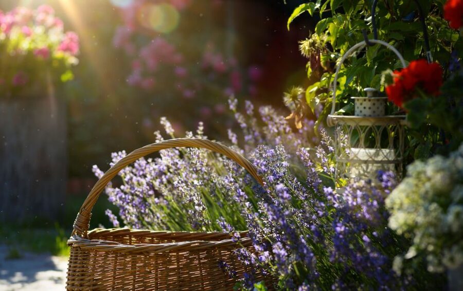 From Nice: Flower Fields & Saint Cassien Lake Full-Day Trip - Lavanderaie de Marie, a garden for the senses