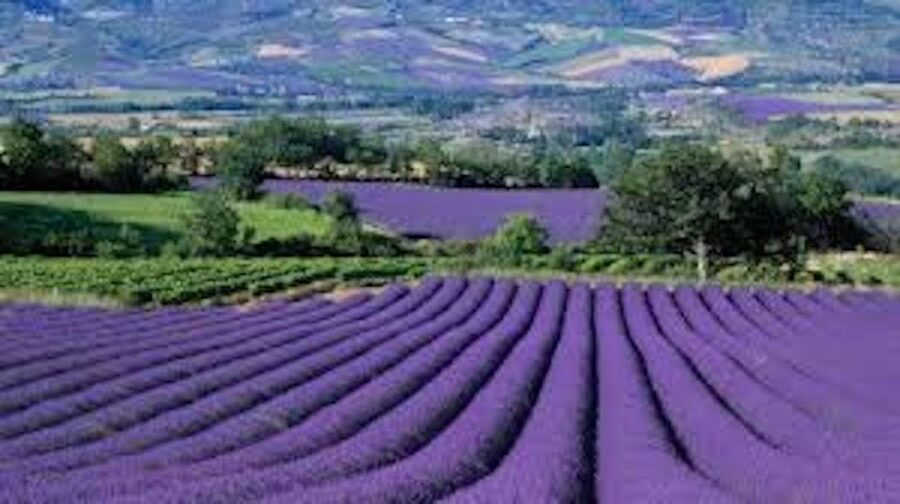 From Nice: Full-Day Provence and Lavender Tour - Valensole and the lavender plateau