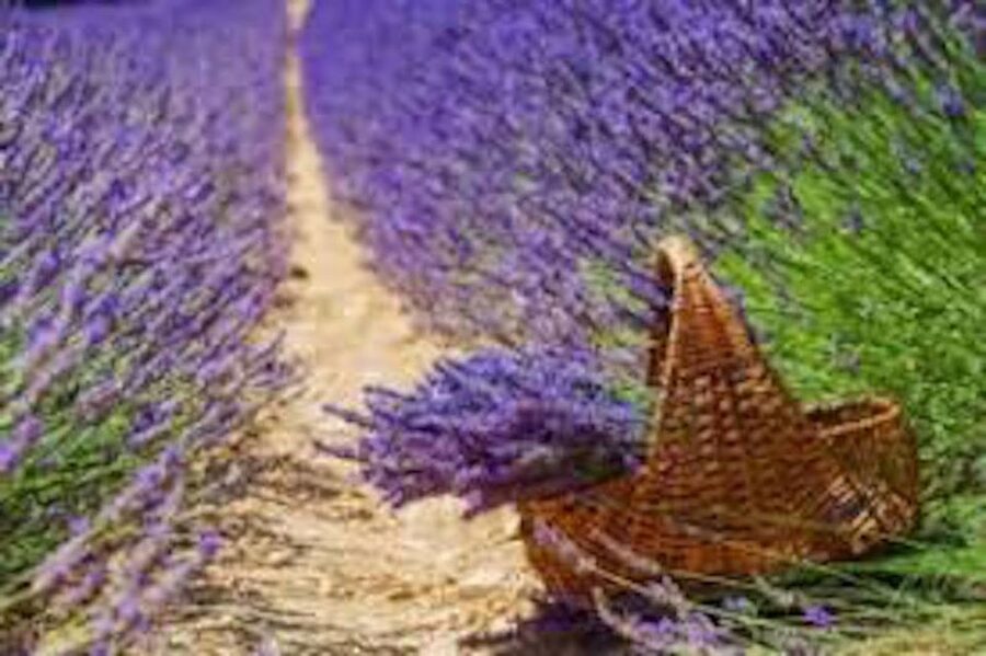 From Nice: Full-Day Provence and Lavender Tour - Who should book this day?