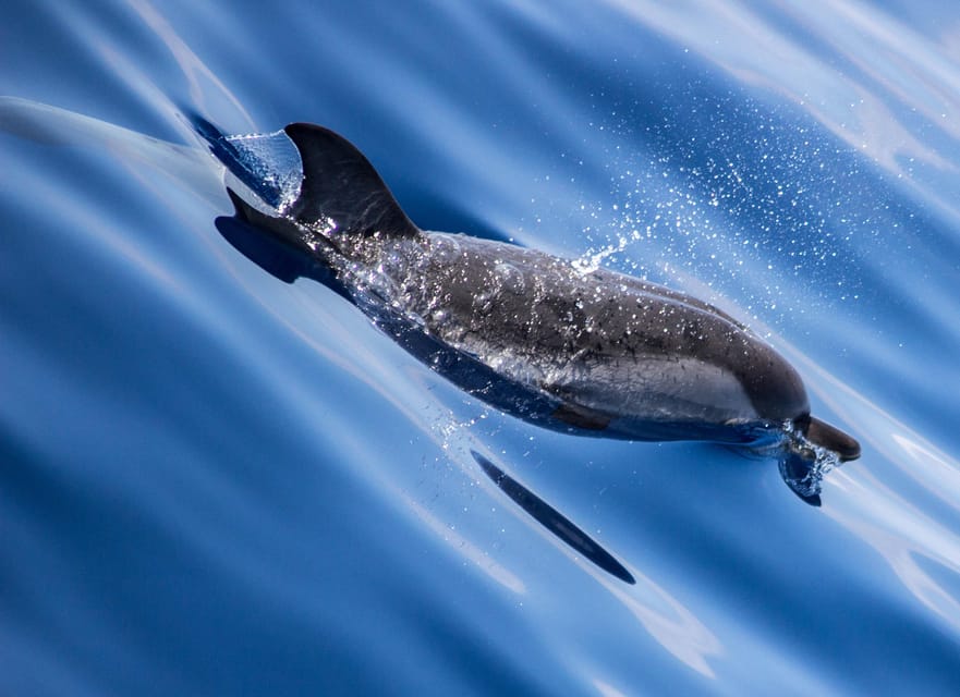 From Villefranche-sur-Mer: Guided Dolphin-Watching Tour - The Four-Hour Search at Sea