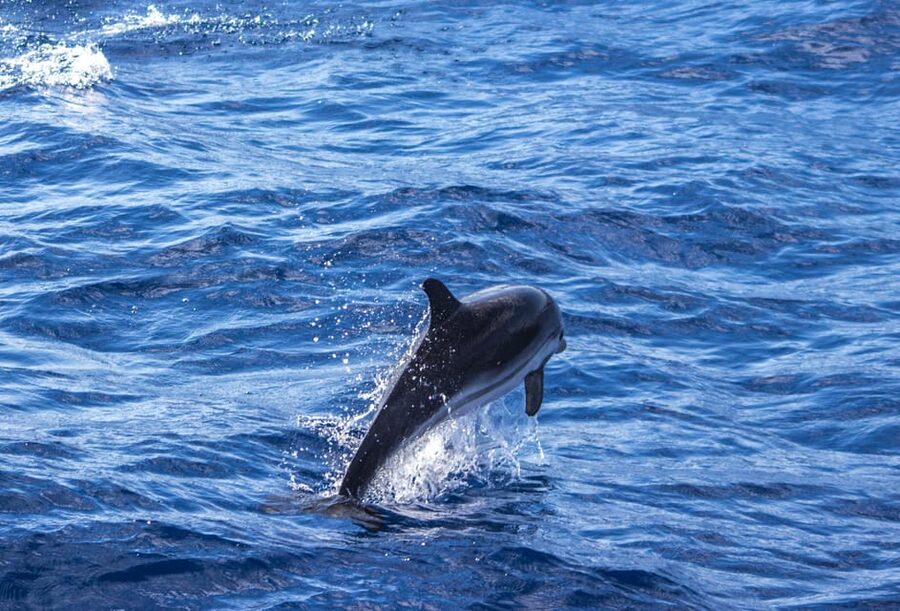 From Villefranche-sur-Mer: Guided Dolphin-Watching Tour - What Makes a Dolphin Sighting Special