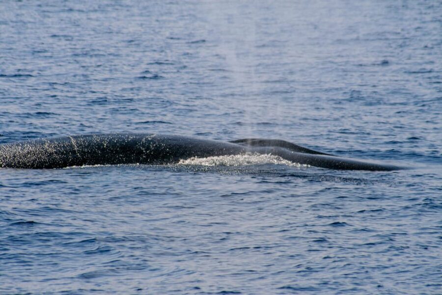 From Villefranche-sur-Mer: Guided Dolphin-Watching Tour - Who Will Enjoy This Cruise Most?