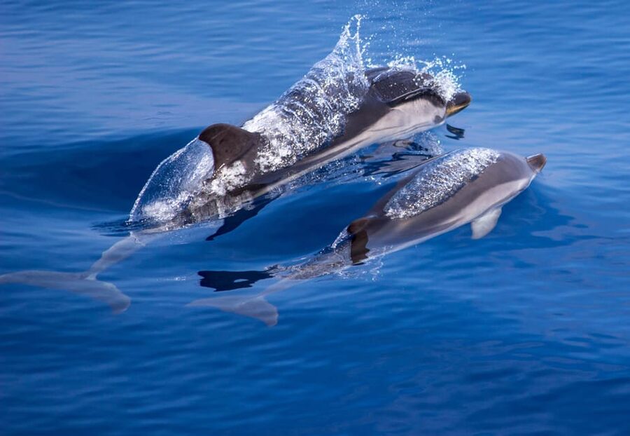 From Villefranche-sur-Mer: Guided Dolphin-Watching Tour - A Simple Plan for the Day