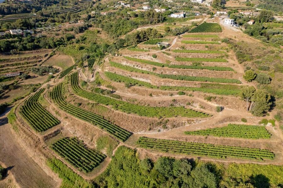 Full-Day Wine Tour in Bellet & Saint-Paul de Vence From Nice - Why this wine day works so well from Nice