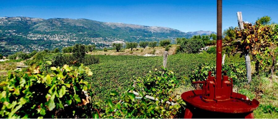 Full-Day Wine Tour in Bellet & Saint-Paul de Vence From Nice - The family winery and its old-style methods