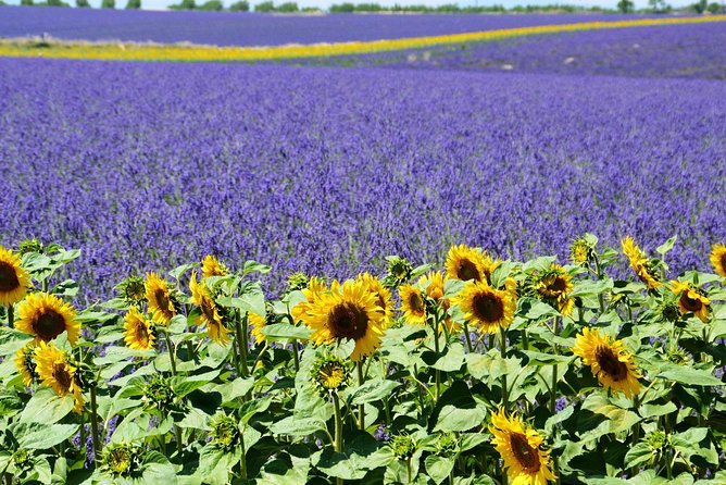Gorges du Verdon Shared Tour from Nice - Lavender season and the limits of timing