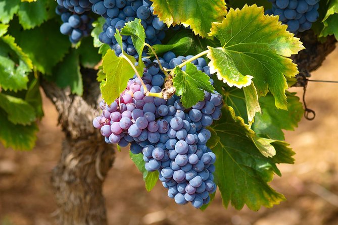 Half-Day Wine Tasting and Saint Paul de Vence Tour from Nice - Entering Saint Paul de Vence through the old gates