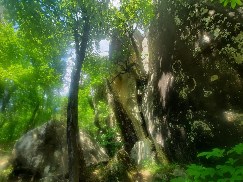 Mountain Train Experience: Hike & Mystic Forest (From Nice) - The Guide Can Shape the Day