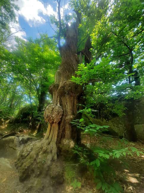 Mountain Train Experience: Hike & Mystic Forest (From Nice) - Who Will Get the Most From This Trip?