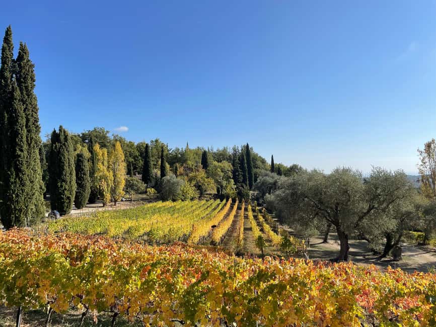 Nice: Full-Day Côtes de Provence Wine Tour - Morning tastings focus on place, soil, and method