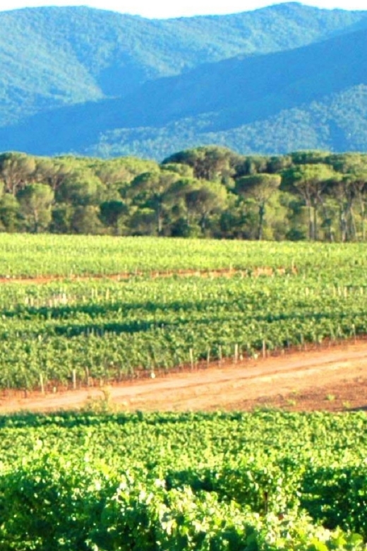 Nice: Full-Day Côtes de Provence Wine Tour - Is $194 a fair price?