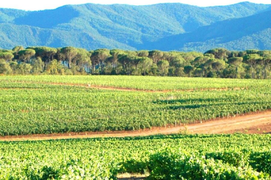 Nice: Full-Day Côtes de Provence Wine Tour - What to bring and how to prepare