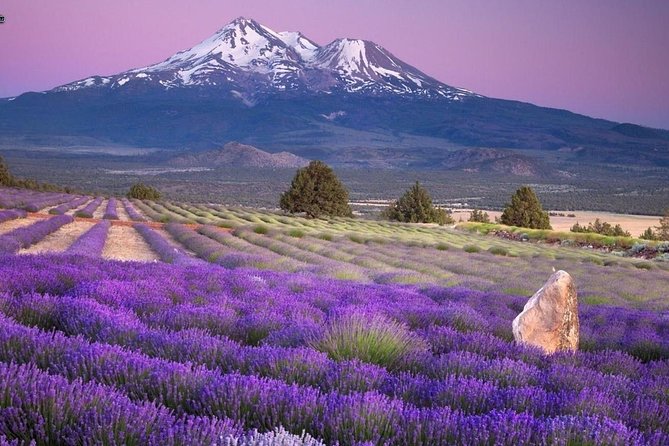 Nice: Gorges of Verdon and Fields of Lavender Tour - Valensole lavender fields and the season problem