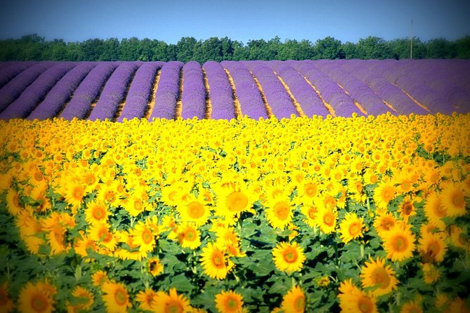 Nice: Gorges of Verdon and Fields of Lavender Tour - Price and overall value at $144.17