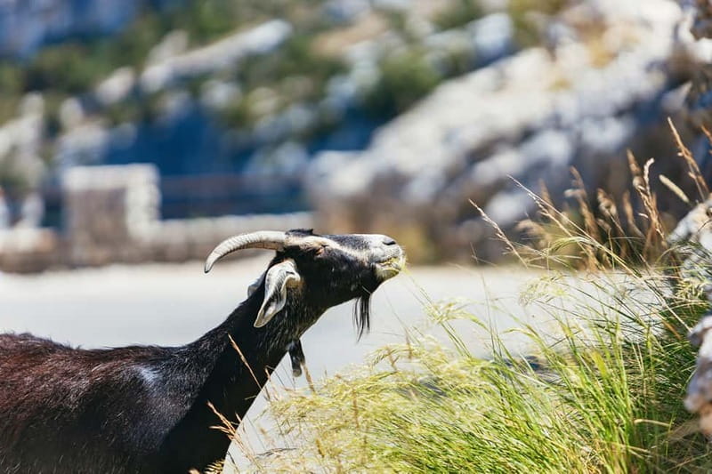 Nice: Gorges of Verdon and Fields of Lavender Tour - Transport, timing, and comfort