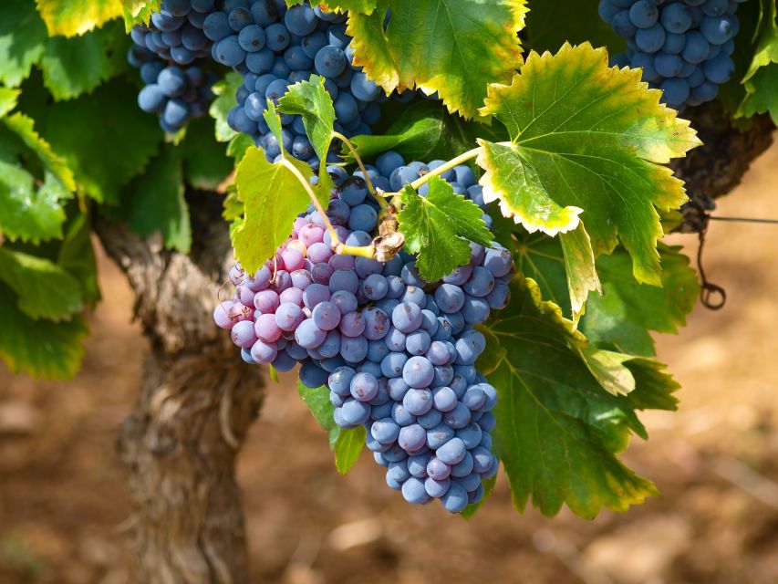 Nice: Half-Day Saint Paul de Vence and Wine Tasting Tour - Price, timing, and practical value