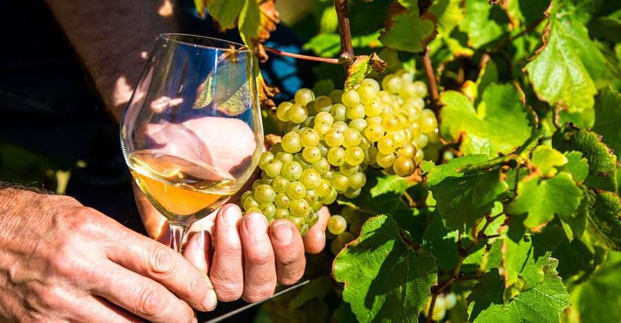 Nice: Provence Village Tour with Wine and Produce Tasting - Why this day trip works from Nice