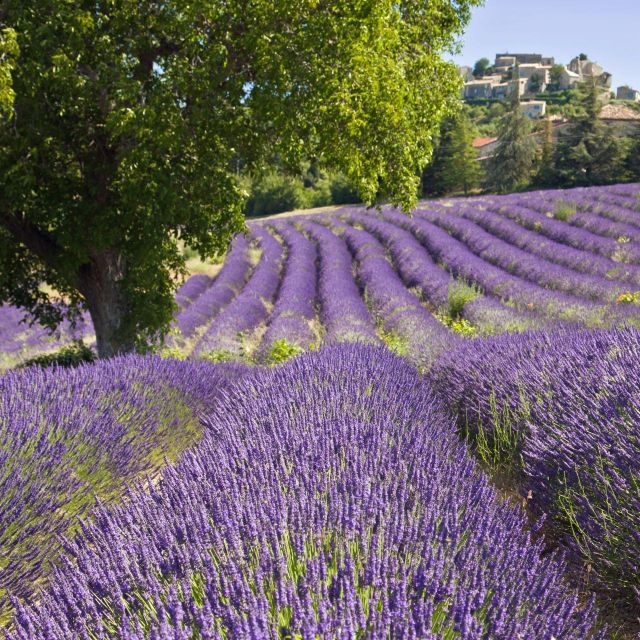 Nice: The Gorges du Verdon and Ste Croix Lake Full-Day Tour - Sainte-Croix Lake: swimming, boats, and a tight clock