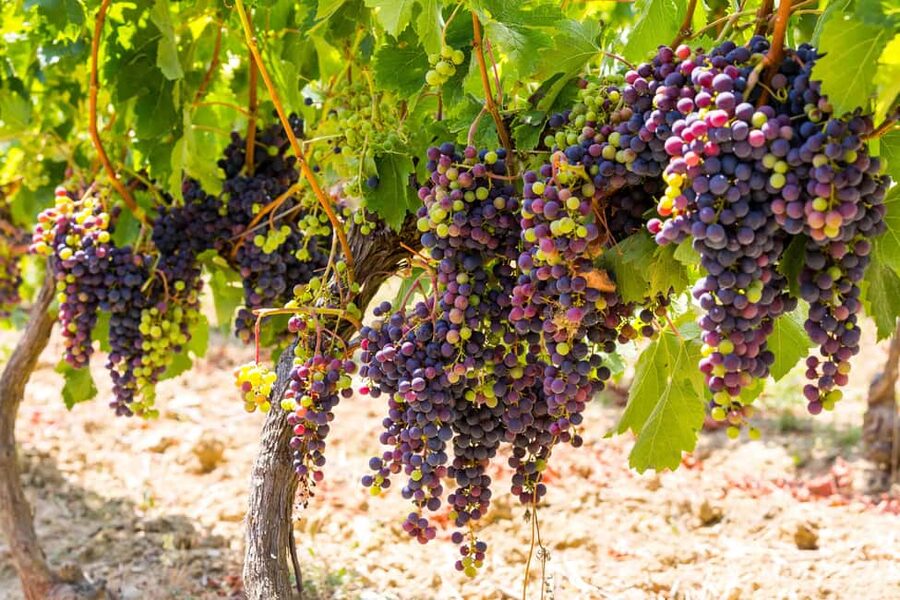 Organic Wine Tasting with Saint paul Half Day Tour from Nice - Saint Paul de Vence, stone lanes and limited wandering time