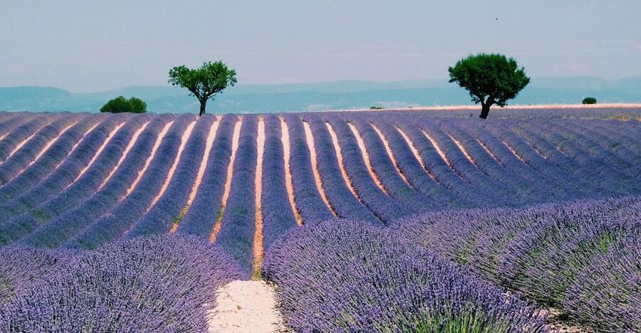 Private Day Trip to Provence and Lavender Fields - Vineyards, Côte de Provence wine, and optional tasting