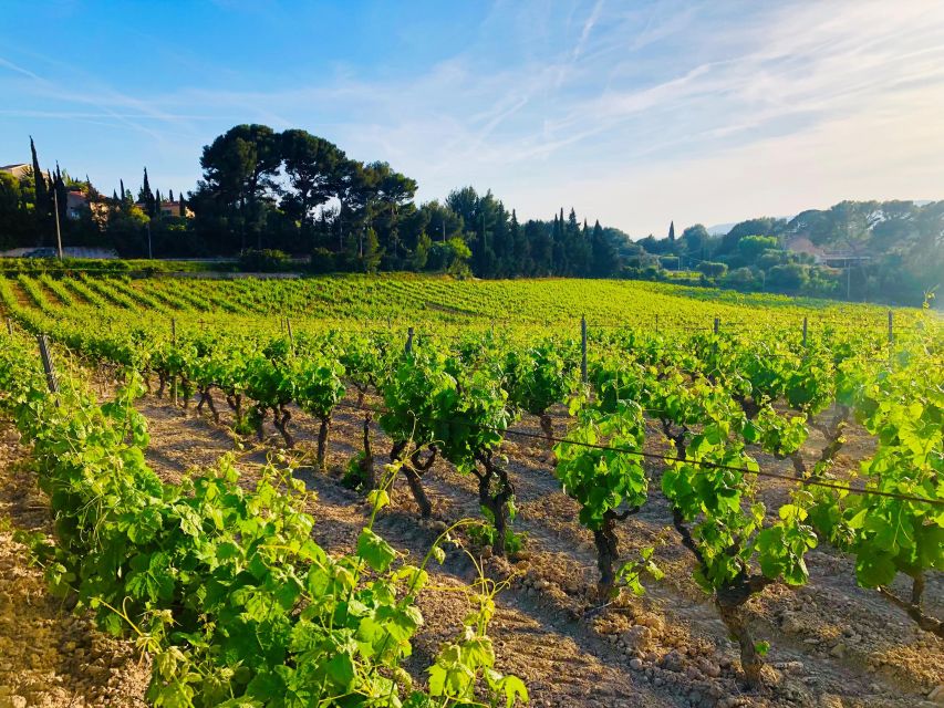 Private Day Trip to Provence and Lavender Fields - Food, wine, and extra costs