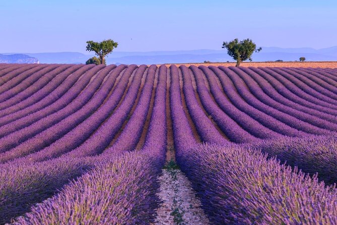 Private Tour of Gorges of Verdon and Fields of Lavender in Nice - Key points at a glance