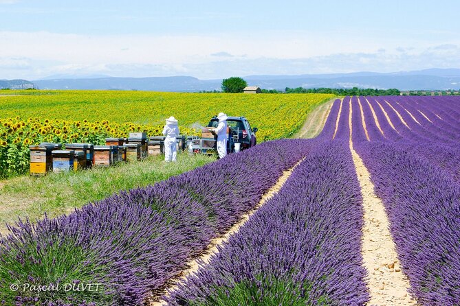 Private Tour of Gorges of Verdon and Fields of Lavender in Nice - Valensole lavender fields and the season problem