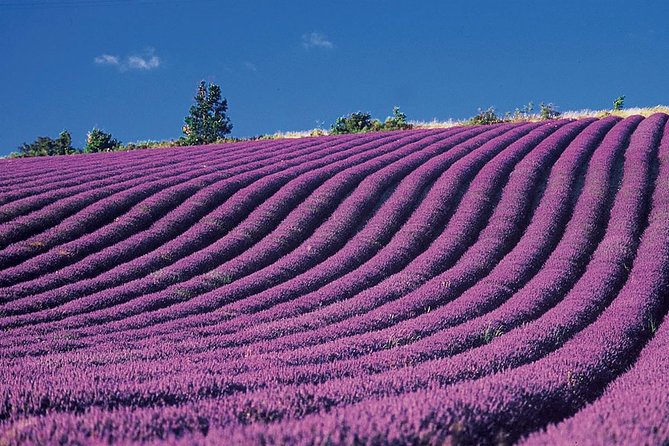 Provence and Lavender - private & Guided Full Day Tour - What the private vehicle changes