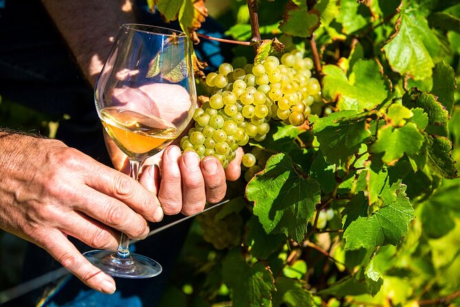 Provence Organic Wine Tasting Half Day Tour from Nice - Saint-Jeannet and the cellar tasting