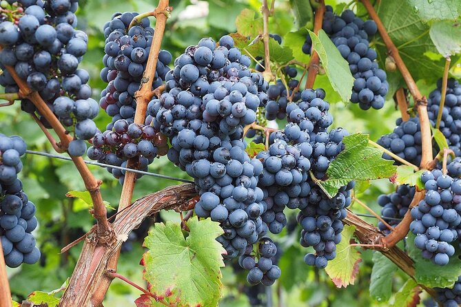 Provence Organic Wine Tasting Half Day Tour from Nice - Practical booking advice for a smoother afternoon