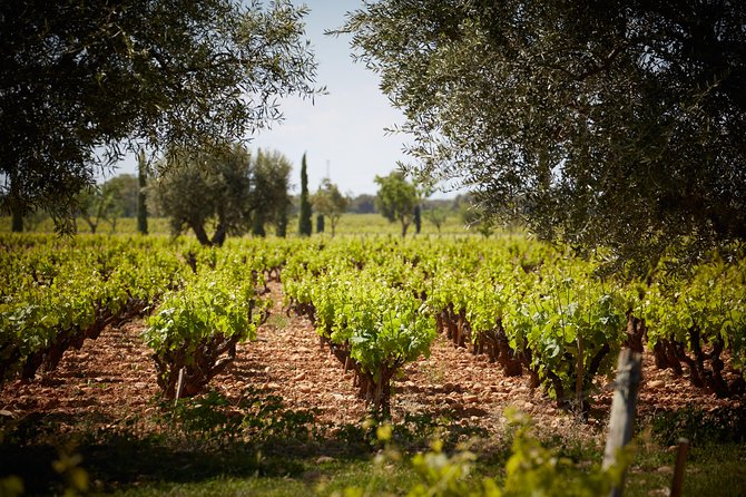 Provence Private Full Day Wine Tour with Wine Tasting - What the tastings are like