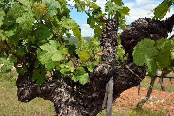 Provence Private Full Day Wine Tour with Wine Tasting - Private transport and group size