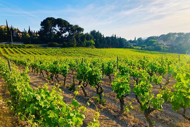 Provence, Vineyards and Lavender Fields Private Day Trip - The lavender fields of Valensole