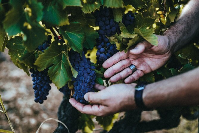 Provence Wine Tour - Private Day Tour from Antibes - Château de Saint-Martin: a two-hour introduction to Provence wine