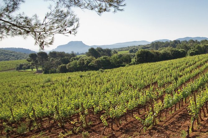 Provence Wine Tour - Private Day Tour from Nice - Château Saint-Esprit and family winemaking