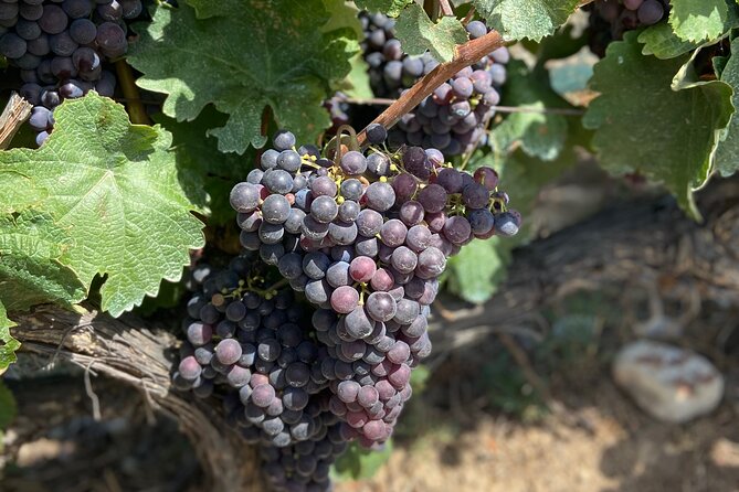 Small Group Guided E-Bike Tour in Nice’s Organic Vineyard - Meeting the Winemaker and Seeing the Working Estate