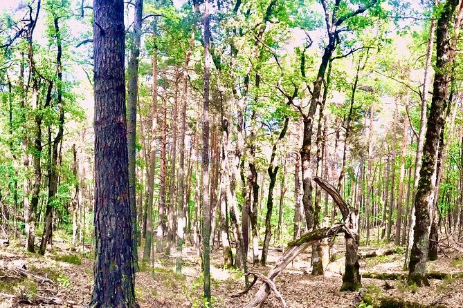 Tour with the Mountain Train, Trek to Mystic Forest and Castle - Why This Train Ride Is the Heart of the Day